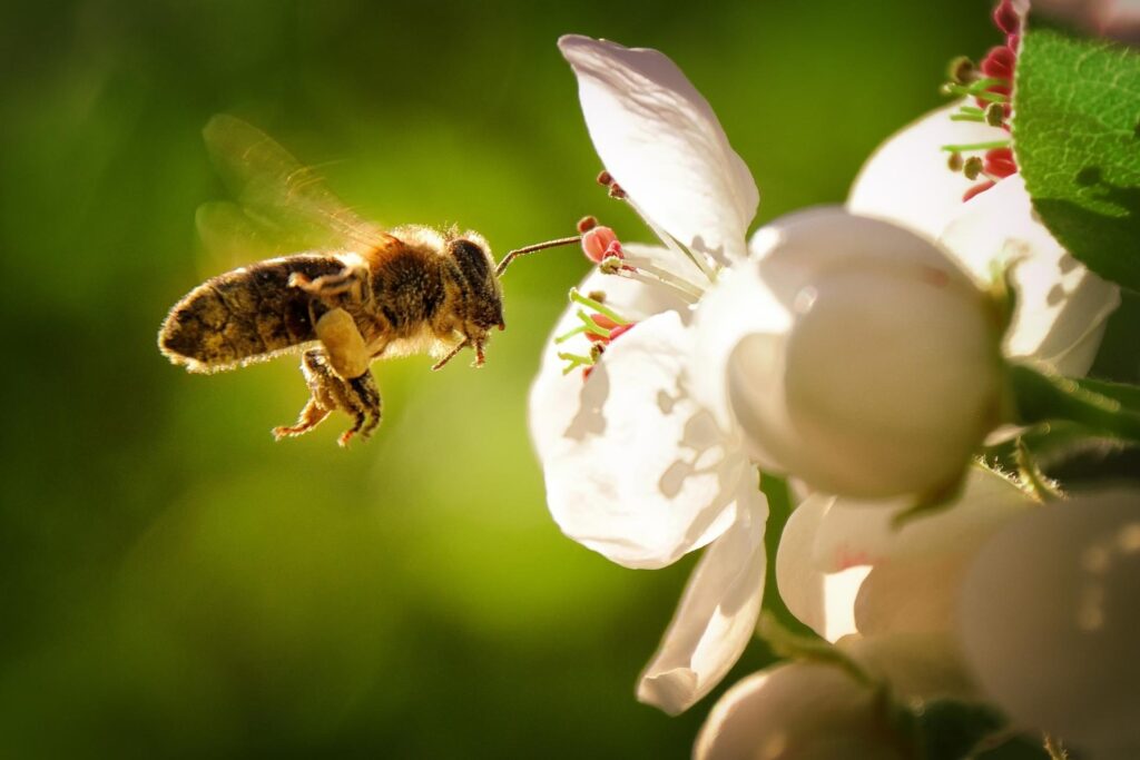 Honey bee and flower